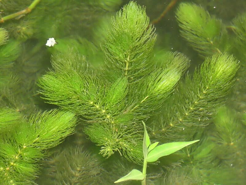 Hornkraut mit feinen, quirlständigen Blättern unter Wasser