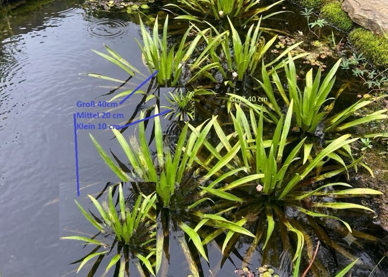 Krebsscheren an der Wasseroberfläche eines Teichs