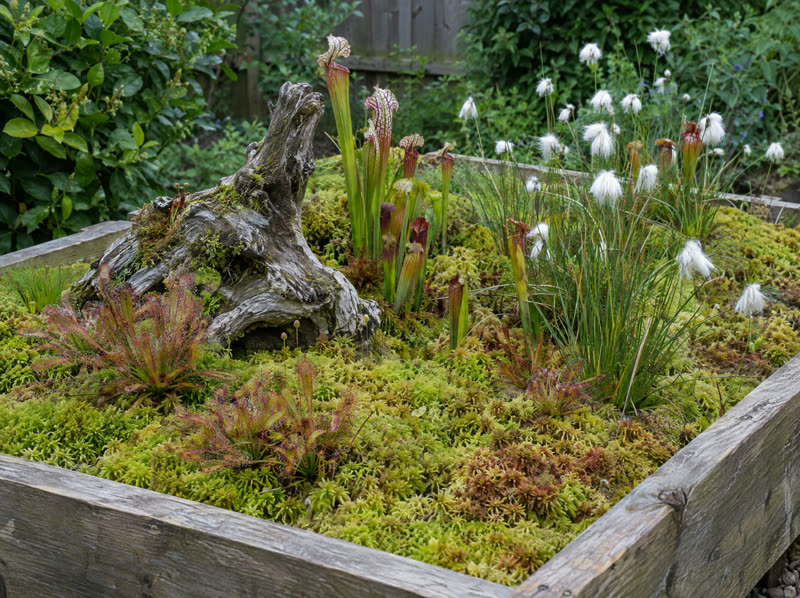 Moorbeet mit Torfmoos und Schlauchpflanzen
