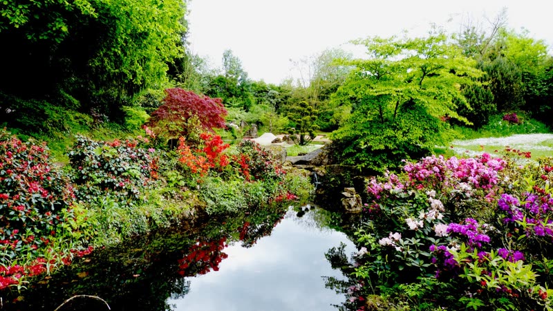 Wasserlauf mit blühenden Rhododendren im Schlosspark Dennenlohe