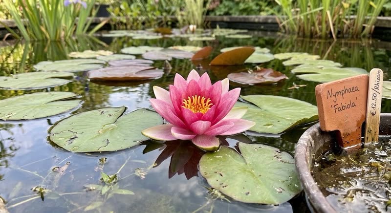 Rosa Blüte der Seerose Fabiola zwischen Schwimmblättern