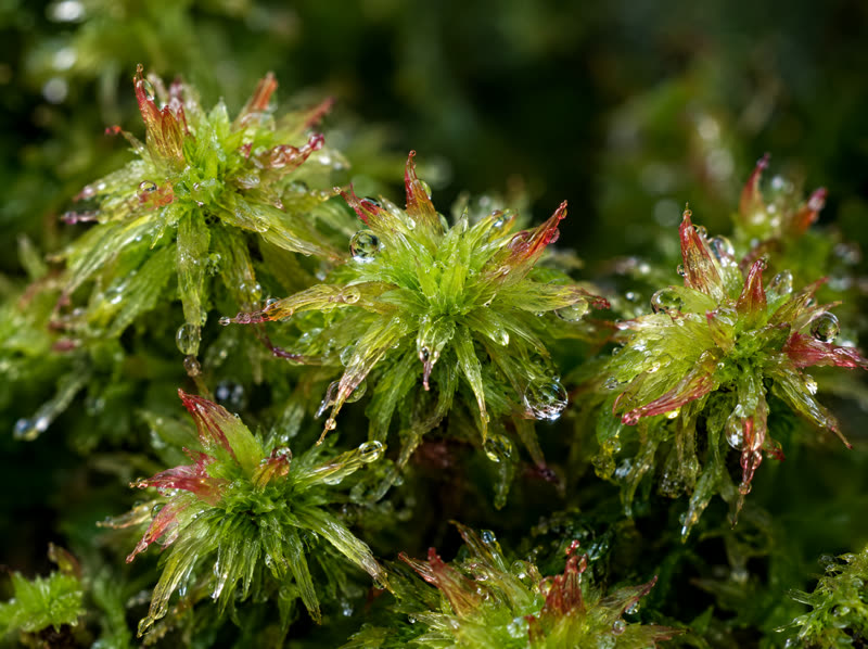 Lebendes Sphagnum Moos in Nahaufnahme