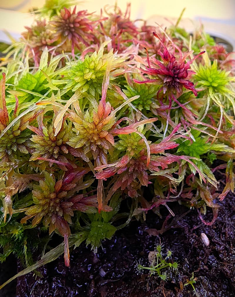 Zweifarbiges, gefiedertes Sphagnum Moos in Nahaufnahme