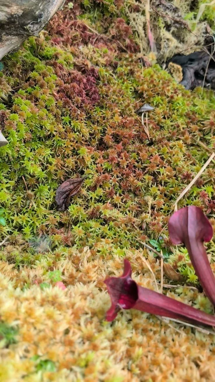 Rot und grün gefärbtes lebendes Sphagnum Moos
