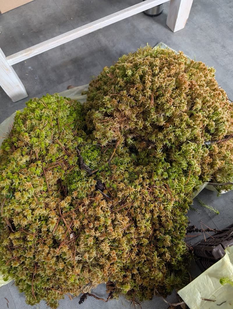Dichtes Polster aus grün-braunem Sphagnum Fuscum