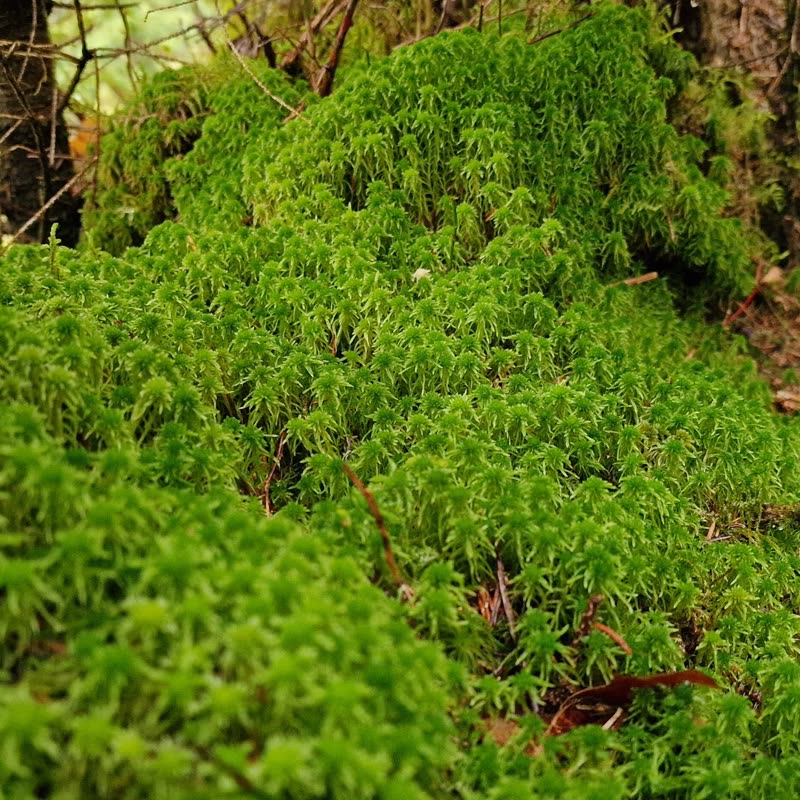 Torfmoos-Polster im Moor des Schlossparks Dennenlohe