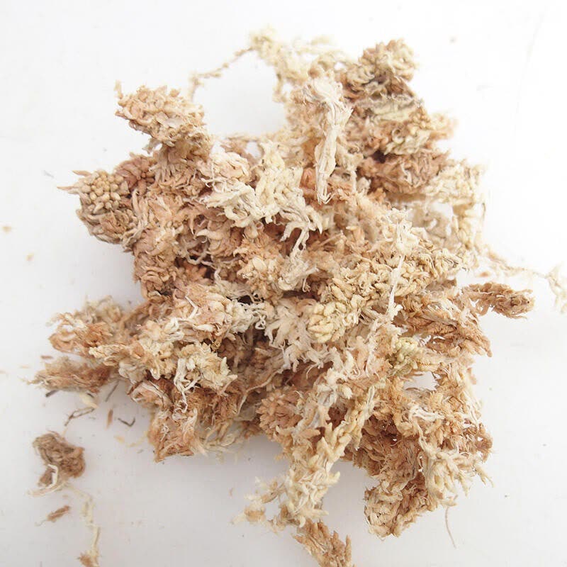 Getrocknetes Sphagnum Moos auf hellem Untergrund